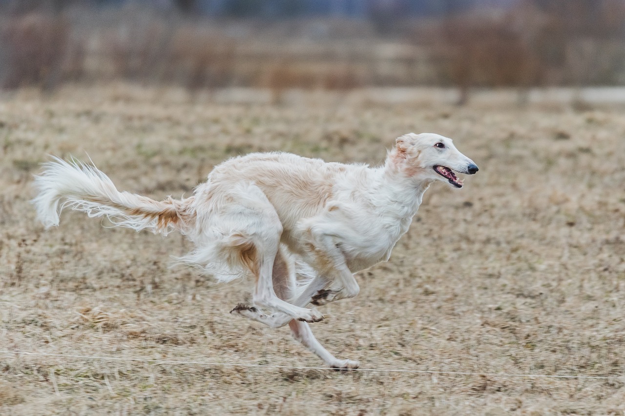 Understanding the Differences in Dog Breeds